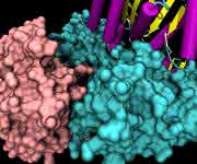 Das asiatische Mahagonigewächs Aglaia (links) enthält einen Naturstoff, der gegen das Ebolavirus hilft, wie Marburger und Gießener Wissenschaftlerinnen und Wissenschaftler herausfanden (Foto: Ohio State University). Das Enzym eIF4A ermöglicht es dem Ebolavirus, seine eigene Proteine zu produzieren, sofern es nicht durch Silvestrol gehemmt wird (Abb.: Ayacop/Commons).