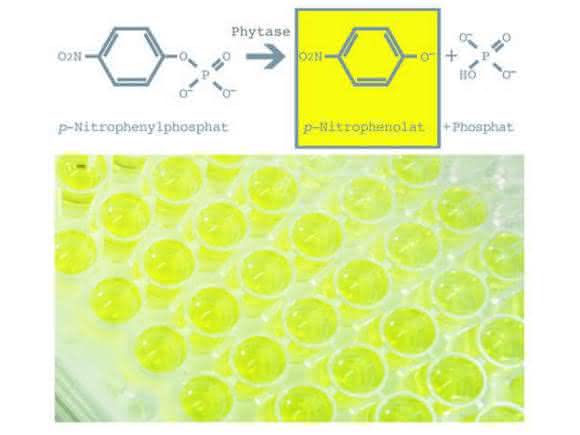 Hefebasierte Test-Kits