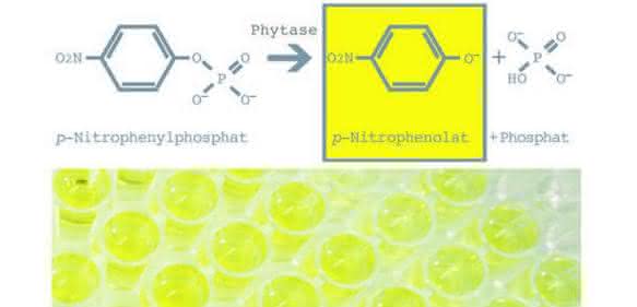 Hefebasierte Test-Kits