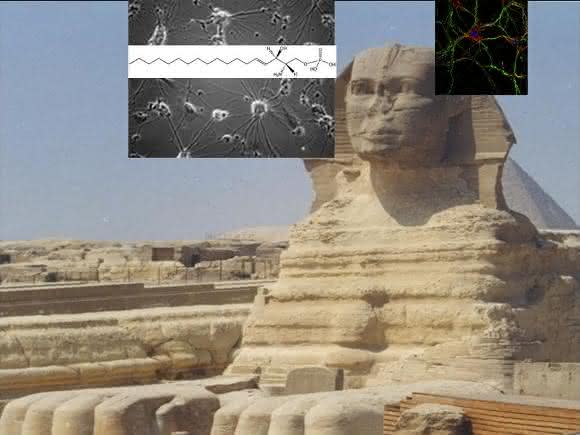 Sphinx
