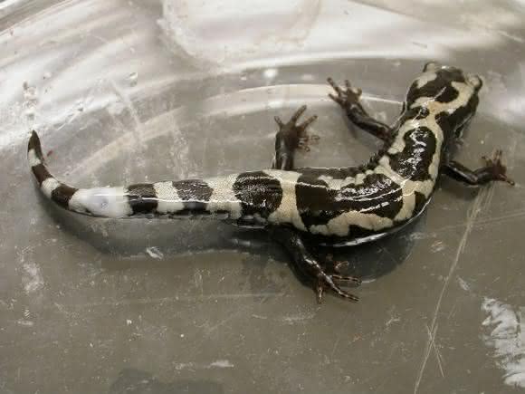 Ambystoma opacum Ambystoma opacum