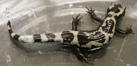 Ambystoma opacum