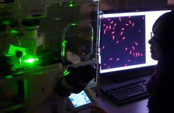 Fluoreszenzmikroskop