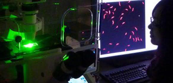 Fluoreszenzmikroskop