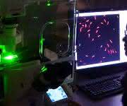 Fluoreszenzmikroskop