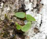 Philidris nagasau