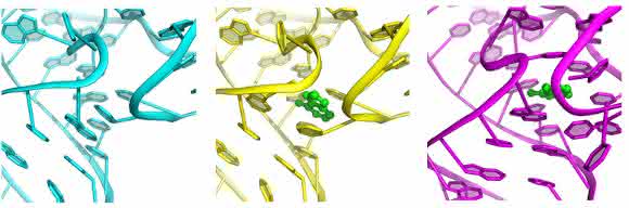 Der Riboswitch-'Knopf' vor, während und nach (von links) dem Andocken des Signalmoleküls (grün). (Bild: Yun-Xing Wang und Jason Stagno, National Cancer Institute)