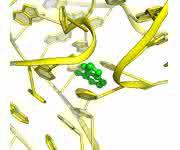 Der Riboswitch-'Knopf' vor, während und nach (von links) dem Andocken des Signalmoleküls (grün). (Bild: Yun-Xing Wang und Jason Stagno, National Cancer Institute)