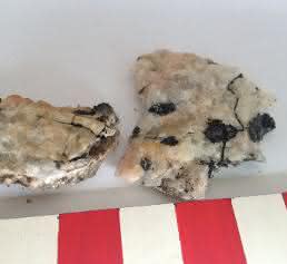 Schwarze Pilze Schwarze Pilze