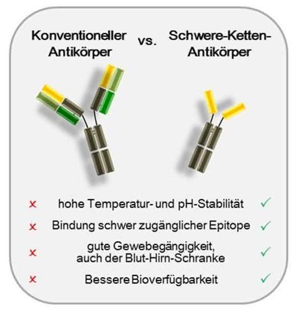 Antikörper
