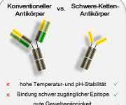 Schwere-Ketten-Antikörper Antikörper