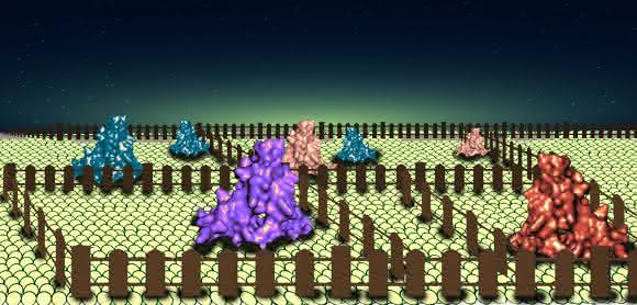 Beobachtung von Proteinen: Membranproteine in Zeitlupe Beobachtung von Proteinen: Membranproteine in Zeitlupe