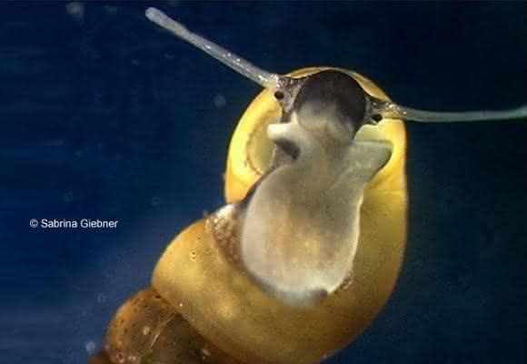 Zwergdeckelschnecke