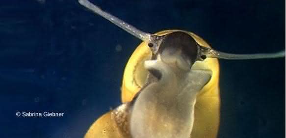 Zwergdeckelschnecke