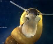 Zwergdeckelschnecke
