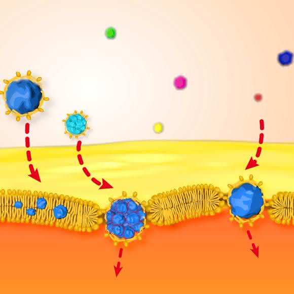 Lipidbeschichtete, hydrophobe Gold-Nanopartikel durchqueren eine Doppellage, die als künstliche Zellmembran angesehen werden kann. (Grafik: Vladimir Baulin) Lipidbeschichtete, hydrophobe Gold-Nanopartikel durchqueren eine Doppellage, die als künstliche Zellmembran angesehen werden kann. (Grafik: Vladimir Baulin)