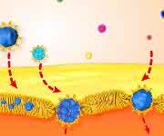Lipidbeschichtete, hydrophobe Gold-Nanopartikel durchqueren eine Doppellage, die als künstliche Zellmembran angesehen werden kann. (Grafik: Vladimir Baulin)