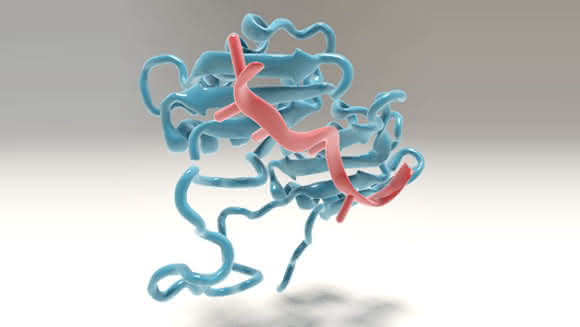 Bindung der großen Untereinheit von U2AF an die Vorläufer-Boten-mRNA. (Bild: C. Hohmann, NIM)
