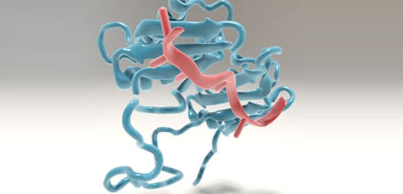 Bindung der großen Untereinheit von U2AF an die Vorläufer-Boten-mRNA. (Bild: C. Hohmann, NIM) Bindung der großen Untereinheit von U2AF an die Vorläufer-Boten-mRNA. (Bild: C. Hohmann, NIM)