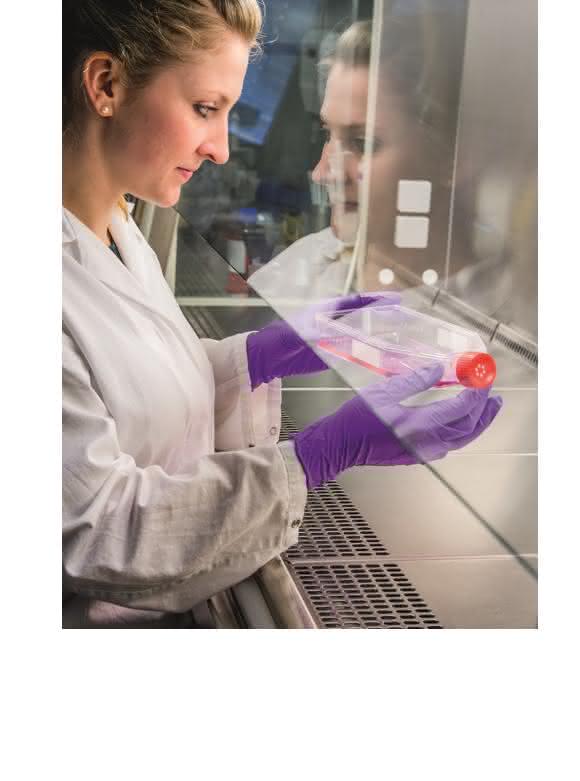 Eine Wissenschaftlerin des Fraunhofer IGB kultiviert Zellen, die eine funktionalisierte extrazelluläre Matrix – die clickECM – bilden. (© Foto Fraunhofer IGB)