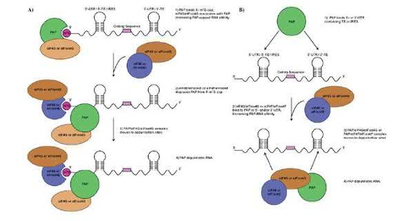 Zell- und Mikrobiologie: Insights into the Molecular Antiviral Mechanism of Pokeweed Protein from Phytolacca americana