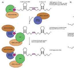 Zell- und Mikrobiologie: Insights into the Molecular Antiviral Mechanism of Pokeweed Protein from Phytolacca americana