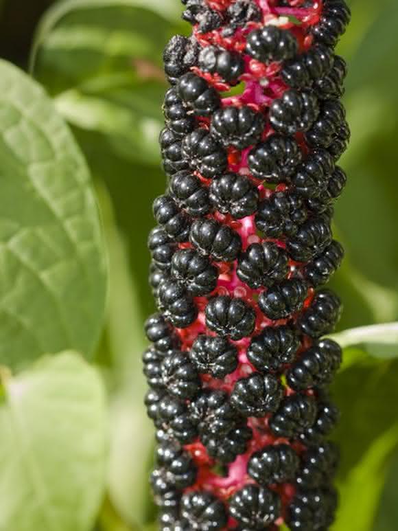 Zell- und Mikrobiologie: Insights into the Molecular Antiviral Mechanism of Pokeweed Protein from Phytolacca americana
