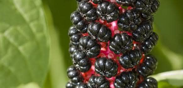 Zell- und Mikrobiologie: Insights into the Molecular Antiviral Mechanism of Pokeweed Protein from Phytolacca americana