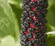 Zell- und Mikrobiologie: Insights into the Molecular Antiviral Mechanism of Pokeweed Protein from Phytolacca americana