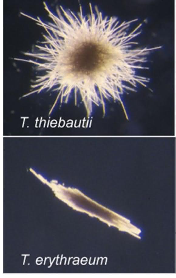 Cyanobakterien
