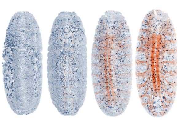 Fruchtfliegenembryo Fruchtfliegenembryo