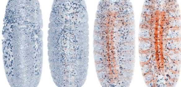 Fruchtfliegenembryo