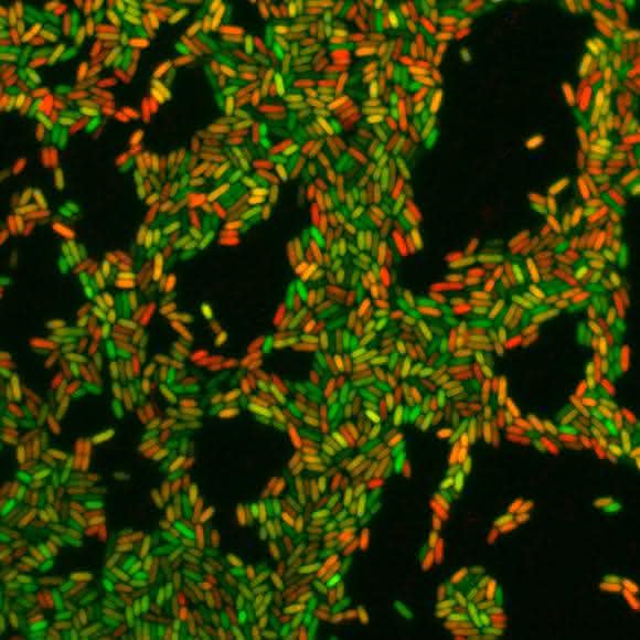 Krankheitserreger Pseudomonas aeruginosa