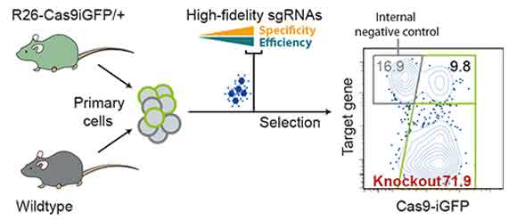 Effiziente Anwendung von CRISPR/Cas9 bei primären Zellen (Grafik: Robin Graf, MDC).