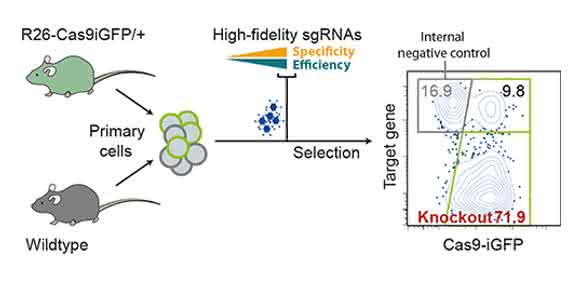 Effiziente Anwendung von CRISPR/Cas9 bei primären Zellen (Grafik: Robin Graf, MDC). Effiziente Anwendung von CRISPR/Cas9 bei primären Zellen (Grafik: Robin Graf, MDC).