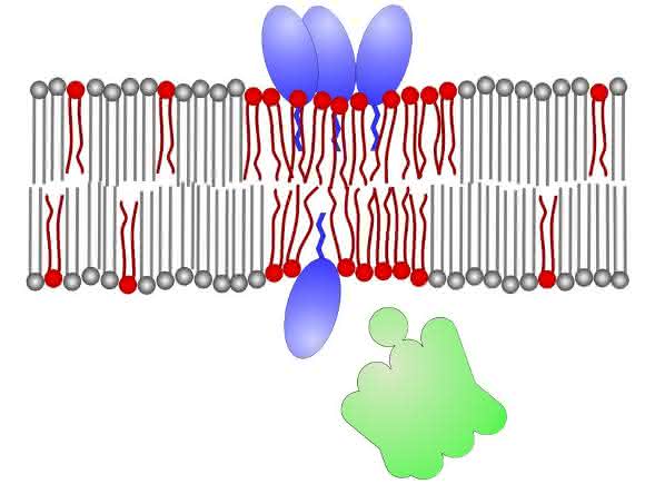 Antibiotikum Daptomycin