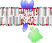 Antibiotikum Daptomycin