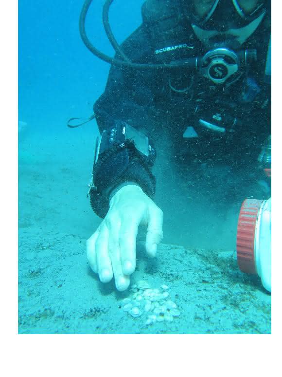 Taucher sammelten Proben der Mondmuscheln und Fadenwürmer beispielsweise an der Küste der Insel Elba in Italien, um anschließend ihre symbiotischen Mitbewohner genauer unter die Lupe zu nehmen. (Copyright: Ulisse Cardini)