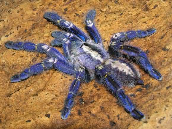 Die blaue Vogelspinne (Poecilotheria metallica) inspirierte Forscher zur Herstellung nicht irisierender struktureller Farben. (Foto: Tom Patterson)