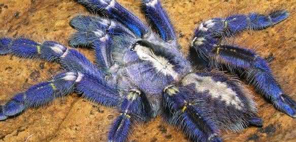 Die blaue Vogelspinne (Poecilotheria metallica) inspirierte Forscher zur Herstellung nicht irisierender struktureller Farben. (Foto: Tom Patterson)