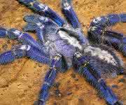 Die blaue Vogelspinne (Poecilotheria metallica) inspirierte Forscher zur Herstellung nicht irisierender struktureller Farben. (Foto: Tom Patterson)