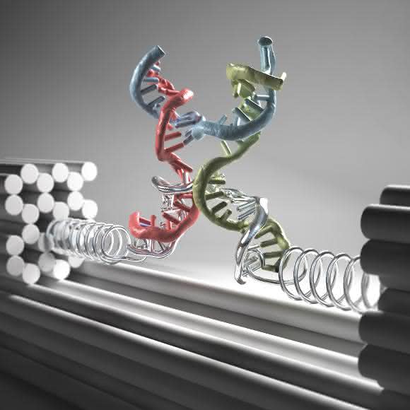 Nanoklammer aus DNA-Strängen. (Grafik: Christoph Hohmann) Nanoklammer aus DNA-Strängen. (Grafik: Christoph Hohmann)