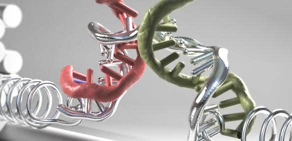 Nanoklammer aus DNA-Strängen. (Grafik: Christoph Hohmann)
