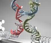 Nanoklammer aus DNA-Strängen. (Grafik: Christoph Hohmann)