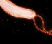 Helicobacter pylori. (Bild: R. Haas, Max von Pettenkofer-Institut)