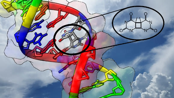 Durch Einfluss von UV-Strahlung finden Nukleobasen, die Bausteine der DNA, manchmal den falschen Partner. Der Mechanismus dieses „Seitensprungs" konnte jetzt geklärt werden. (Copyright: Clemens Rauer, Universität Wien)