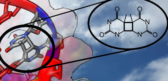 Durch Einfluss von UV-Strahlung finden Nukleobasen, die Bausteine der DNA, manchmal den falschen Partner. Der Mechanismus dieses „Seitensprungs" konnte jetzt geklärt werden. (Copyright: Clemens Rauer, Universität Wien)