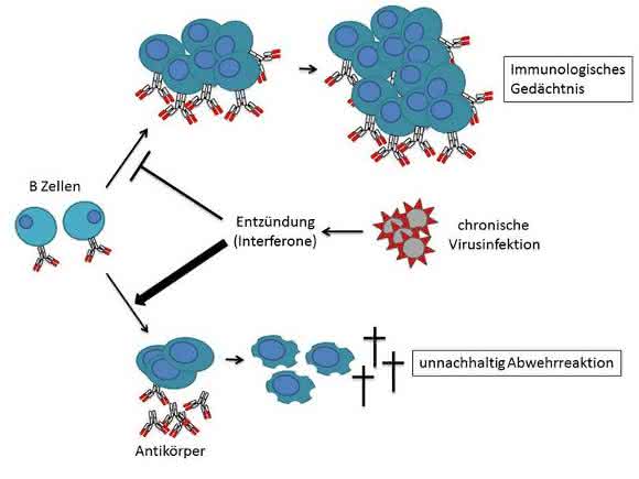Chronische Virusinfektionen verursachen starke Entzündung, die über Interferone vermittelt wird. Dies veranlasst B-Zellen zu einer nicht nachhaltigen Abwehrreaktion, welche zwar kurzfristig die Antikörper-Herstellung optimiert, jedoch verfrüht zum Erliegen kommt. (© Universität Basel)