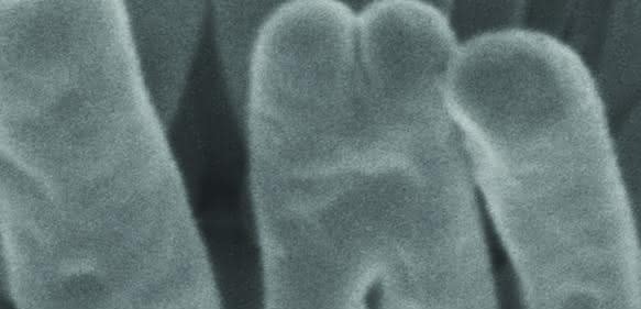 Elektronenmikroskopiebild des Robbea hypermnestra-Symbionten angeheftet an die Oberfläche seines Fadenwurm-Wirts. Der am Wirt angeheftete Pol ist eingeschnürter als der freiliegende. Maßstab: 1 µm. (Copyright: Nikolaus Leisch, Nature Microbiology)
