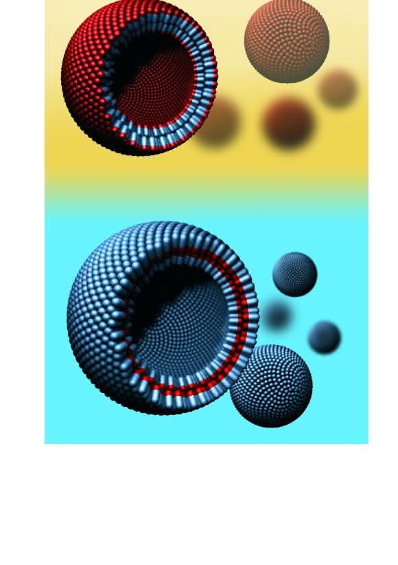 Hydrophobine sind eine Familie natürlich vorkommender Proteine mit einem wasserliebenden (blau) und einem wasserabstoßenden Teil (rot). Sie bilden (wie Lipide) auch Molekül-Doppellagen und Vesikel, kleine Kugeln aus Doppellagen. In wässriger Umgebung (hellblau) sind alle wasserabstoßenden Teile des Proteins im Inneren der Doppellage. In ölartiger Umgebung (gelb) ist es umgekehrt. Im Inneren entsteht so zum Beispiel ein geschützter Transportraum für Moleküle, die sonst in der äußeren Umgebung (wässrig oder ölig) nicht löslich wären. (Grafik: AG Jacobs)